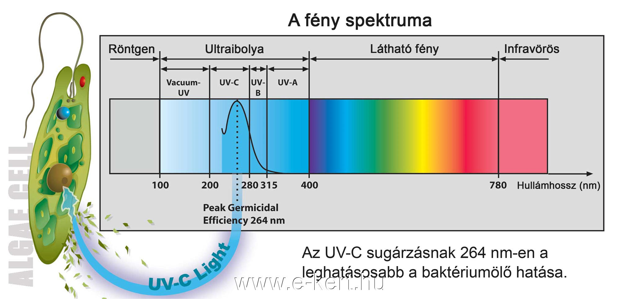 Víztisztító UVC lámpa medencéhez - Image 4